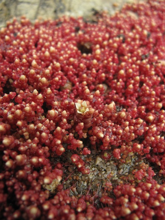 Sedum andegavense